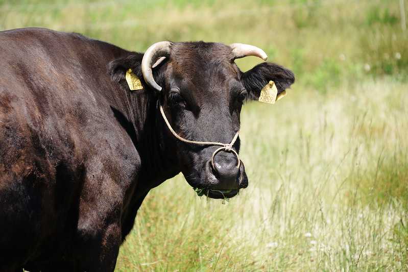 Wagyu - Japanese shorthorn