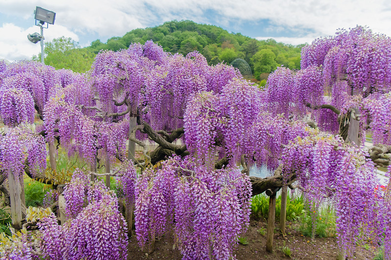Wisteria tree
