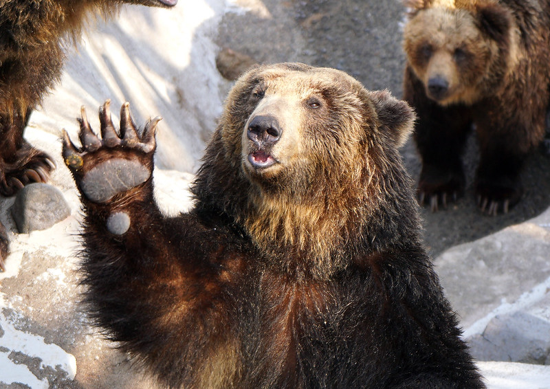 Ussuri brown bear