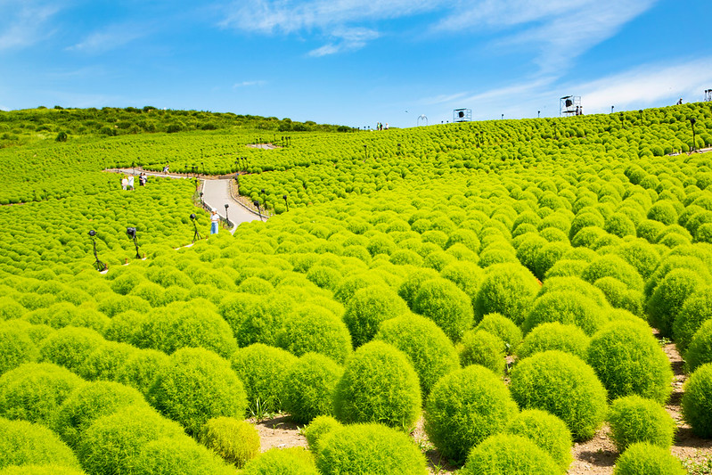 Green kochia