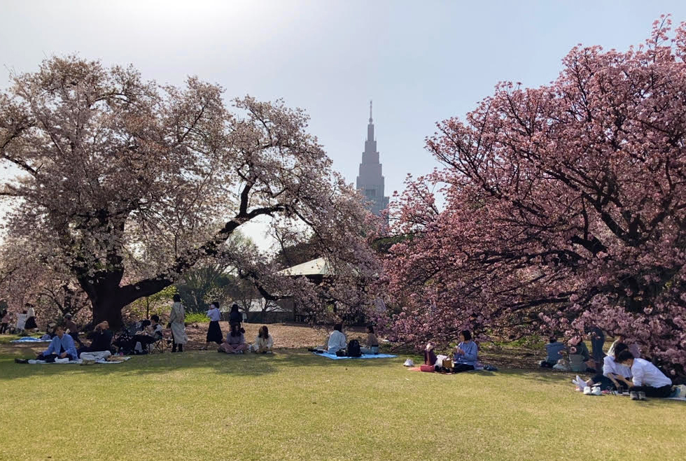 hanami at Shinjuky Gyoen park