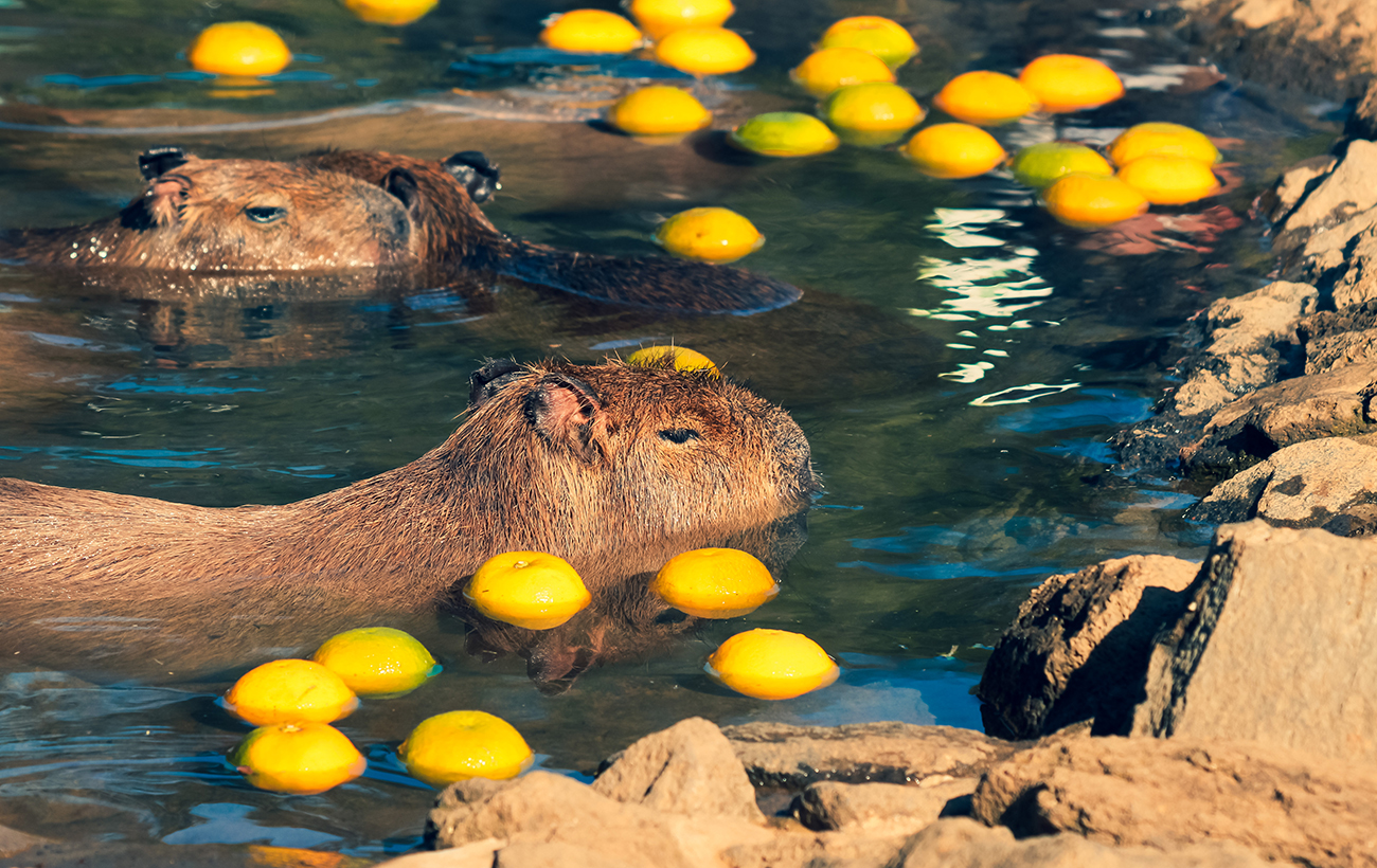 Capybaras yuzuyu