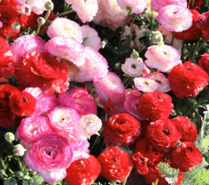 Persian buttercups up close