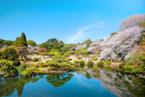 Shinjuku Gyoen hanami season