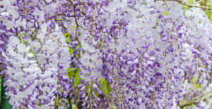 Wisteria up close