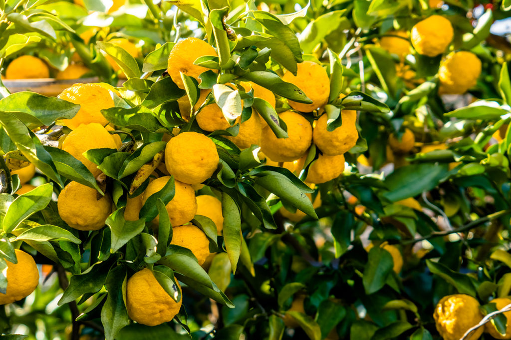 Yuzu fruits