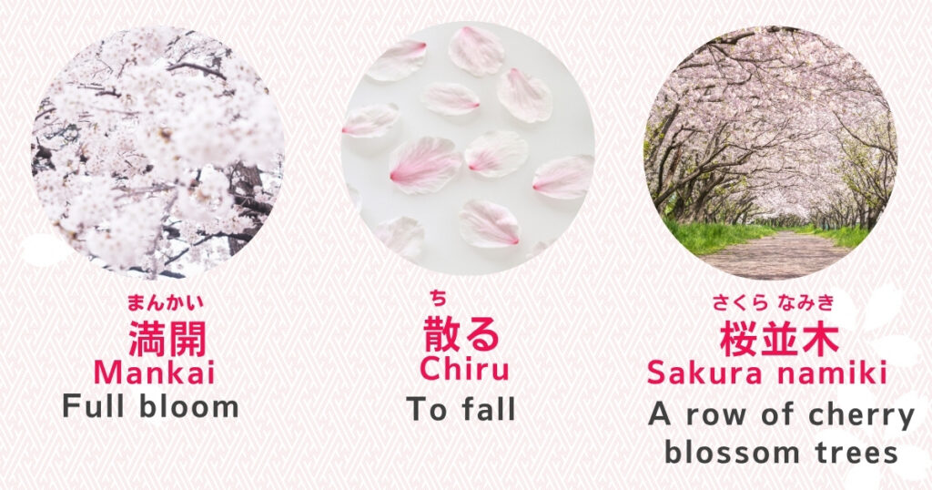 Hanami words mankai, chiru, and sakura namiki